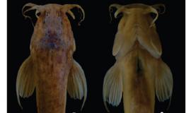 nova-especie-de-peixe-encontrada-minas-gerais-em-caverna