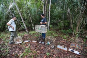 passaros na natureza2